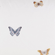 Butterfly 2.png