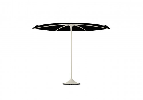 Palma parasol 